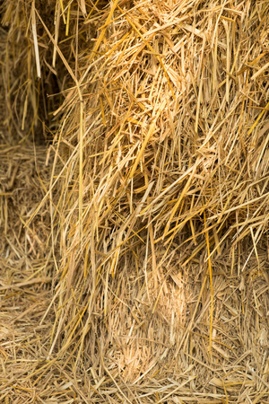 Dry yellow hay, closeup texture Background