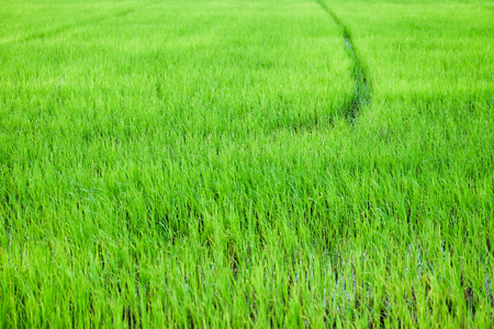 Green paddy Rice filed background in thailandの写真素材