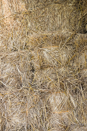 Dry yellow hay, closeup texture Backgroundの写真素材