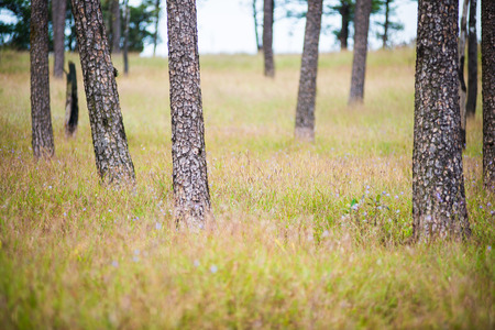 Merkus  pine tree forest at Phu Soi Dao national park Uttaradit province Thailandの写真素材