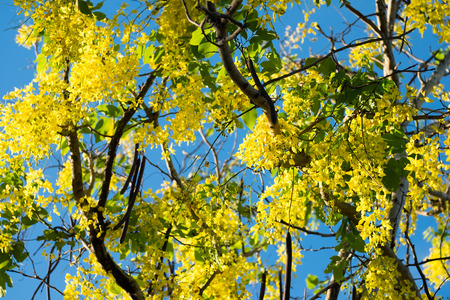 Thai golden flowers or Cassia fistula, Ratchaphruek flower, Thailand national flowers. Blooming in summer of Thailandの写真素材