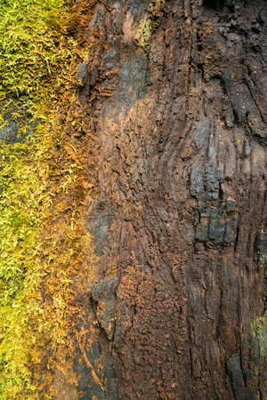 Green moss growing on a tree in dense and lush forestの写真素材