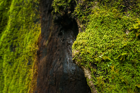 Green moss growing on a tree in dense and lush forestの写真素材