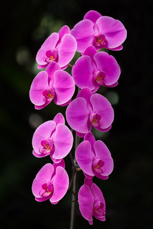 Pink orchid flowers on limb,beautiful tropical orchid flower as flora in the garden.の写真素材