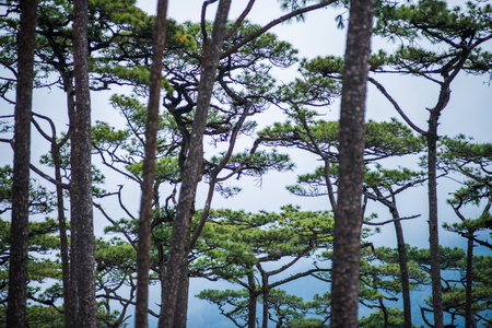 Merkus  pine tree forest at Phu Soi Dao national park Uttaradit province Thailandの写真素材