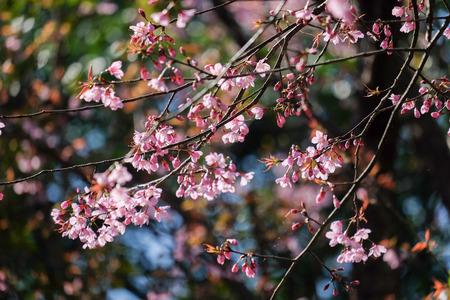 Wild Himalayan Cherry flower (Prunus cerasoides) blooming on tree with bluesky