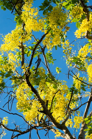 Thai golden flowers or Cassia fistula, Ratchaphruek flower, Thailand national flowers. Blooming in summer of Thailandの写真素材
