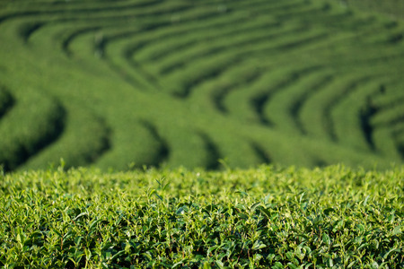 view of tea plantation at at choui fong farm,chiang rai, Thailand.の写真素材