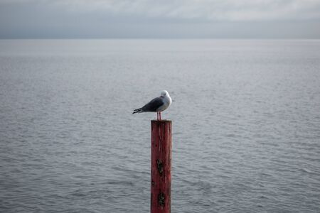 The Lonley Bird in Rotorua, New Zealandのeditorial素材