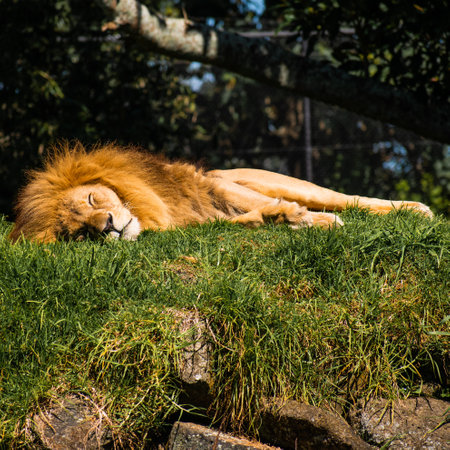 Lazy Lion Naps In The Sunの写真素材