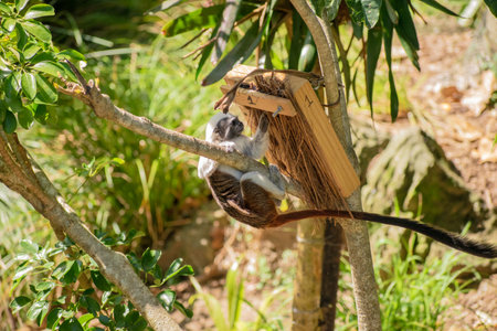 Cotton-Top Tamarin searches for treasureの写真素材