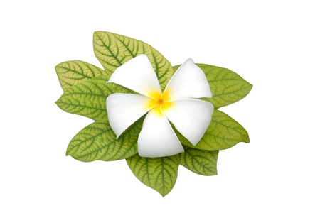 Frangipani flowers white with  a white backgroundの写真素材