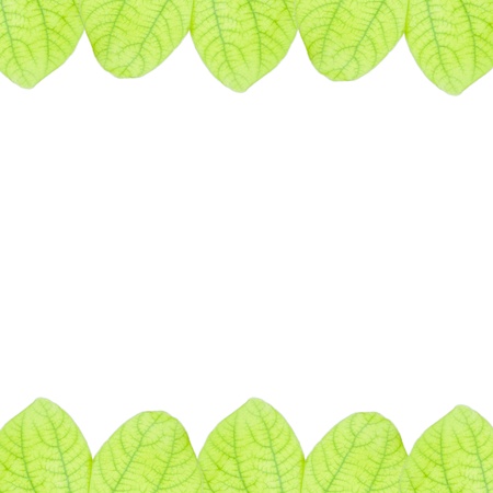 fresh Green leaves isolated on white backgroundの写真素材