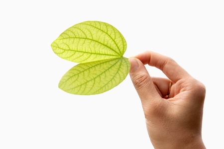 Green leaf in hand  Isolated on white