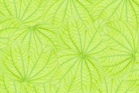 leafs seamless background - background for continuous replicate.の写真素材