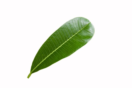 Green Leaf with white backgroundの写真素材