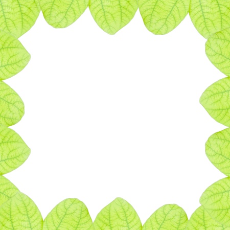 fresh green leaves border isolated on white backgroundの写真素材