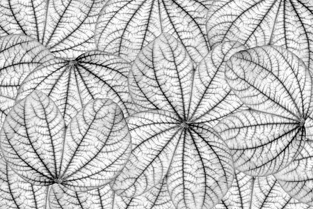 Black and white leafs seamless background の写真素材