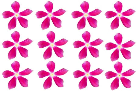 Madagascar periwinkle flowers with white background