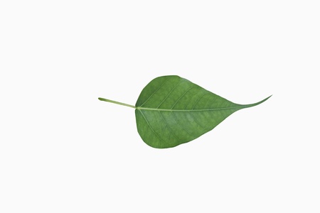 Green bodhi leaf vein on white background の写真素材