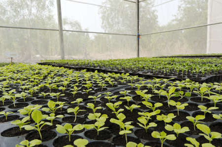 Vegetable patch seedingの写真素材