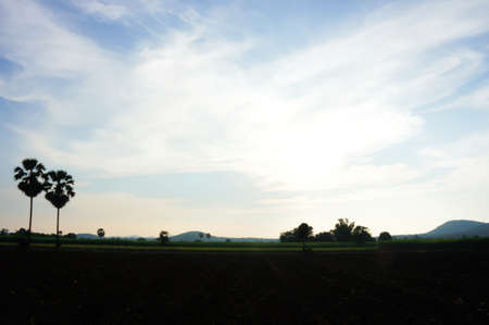 Rice field sunset in Thailand
