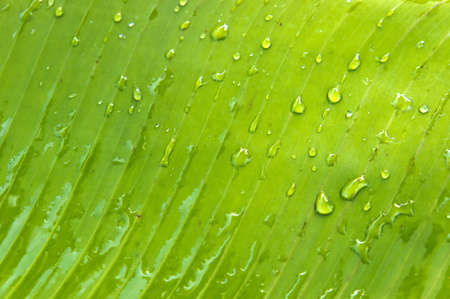 Banana Leaf Backgroundの写真素材