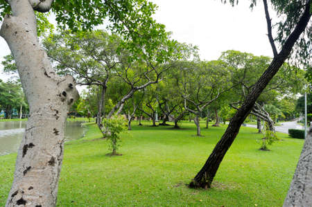 Green Garden viewsの写真素材