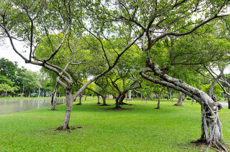 Green Garden viewsの写真素材