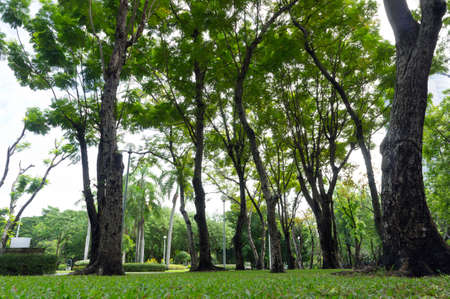 Green Garden viewsの写真素材