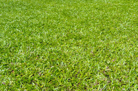 Green grassの写真素材