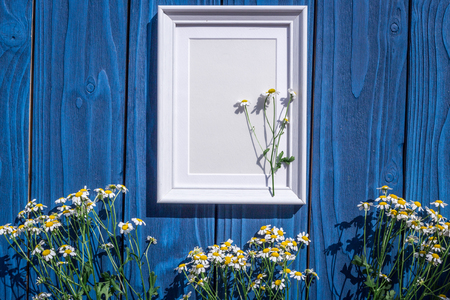 female desktop decoration with camomile flowers and frame on blue wooden background top view mock-upの写真素材