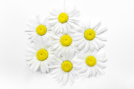 floral pattern with chamomile flower on white background flat lay, top view.の写真素材