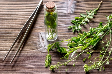 Homeopathy. Store up medicinal herbs. Herbs in glass on wooden table background.の写真素材