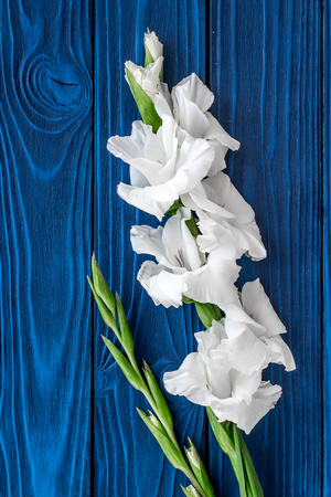 Gladiolus flower on blue wooden background top viewの写真素材