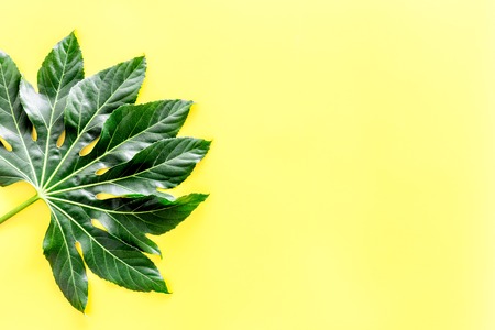Big leaf of tropical plant on yellow background top view copyspaceの写真素材