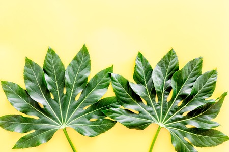 big jungle leaves on yellow background top view.の写真素材