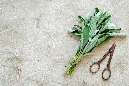 flat lay with fresh herbs and greenery for drying and making spices set on stone kitchen table background mock-upの写真素材