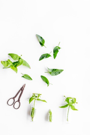 Harvest medicinal herb. Leaves and sciccors on white background top view.の写真素材