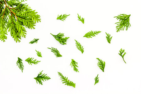 Juniper background. Juniper branches on white background top view copy space