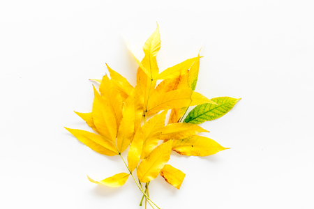 Autumn colors concept. Mockup with yellow leaves on white background top view space for textの写真素材