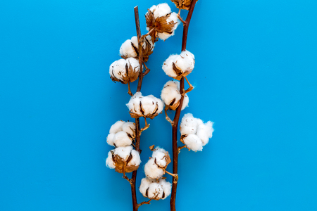 White dried flowers of cotton on blue background top view copy spaceの写真素材