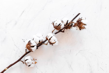 White dried flowers of cotton on white background top view.の写真素材