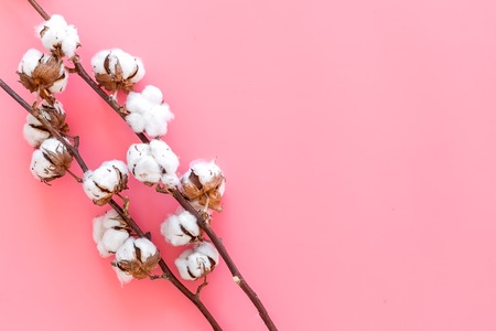 Cotton sorce. Collect cotton. Cotton plant with white flowers, natural view on pink background top view.の写真素材