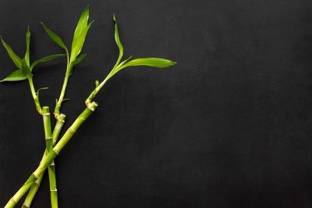 Bamboo shoot. Bamboo stem and leaves on black background top view space for textの写真素材