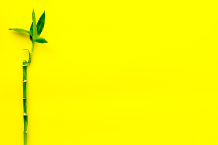 Asia background. Chinese, japanese background. Bamboo branch on yellow background top view copy spaceの写真素材