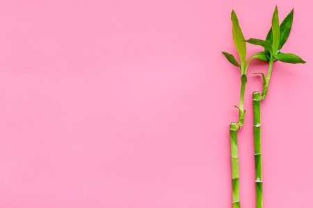Bamboo shoot. Bamboo stem and leaves on pink background top view copy spaceの写真素材