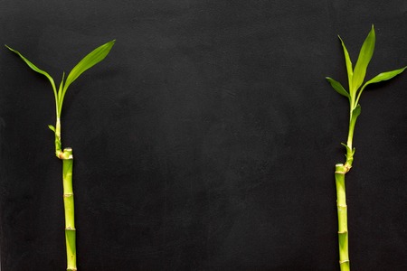 Bamboo shoot. Bamboo stem and leaves on black background top view copy space borderの写真素材