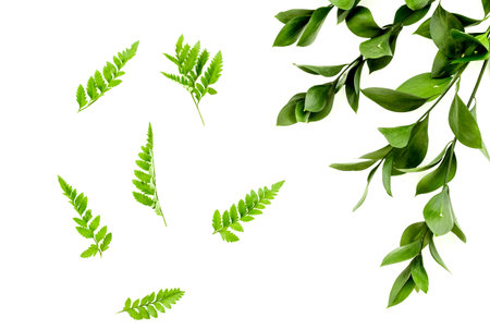 Spring background with young green plants and leaves on white background top view pattern