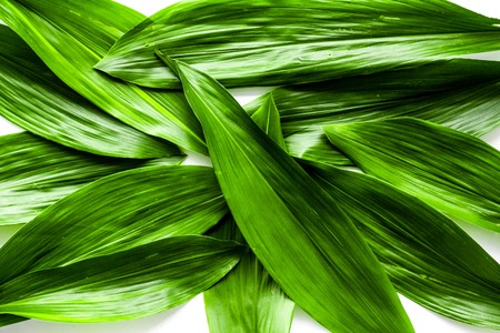 Spring background with young green leaves top viewの写真素材